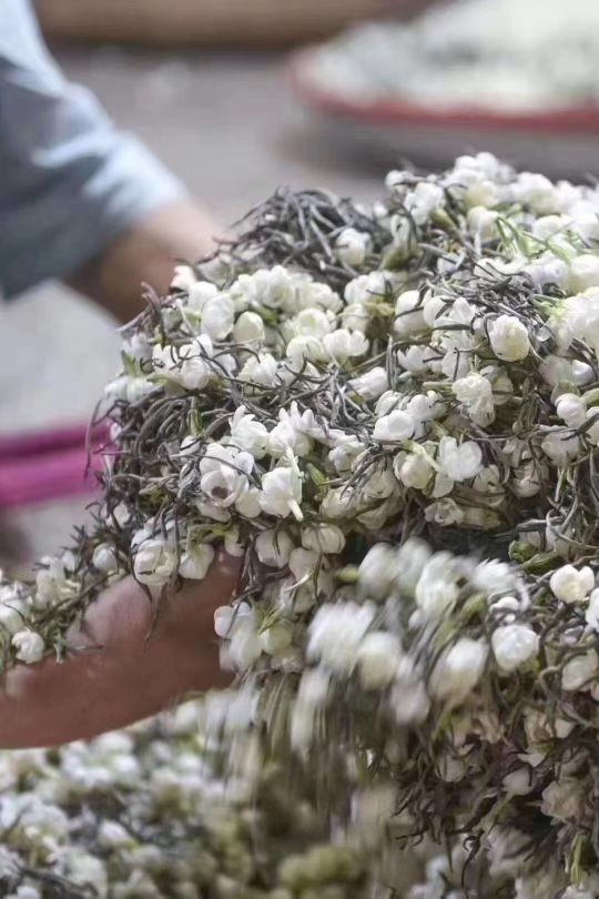 Thé Vert Jasmin Dragon - Langage du Thé (2)