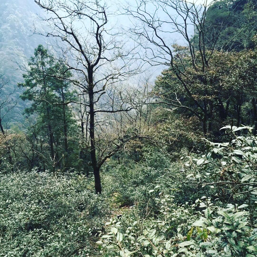 The Fujian Vieux Théier Fume (1)