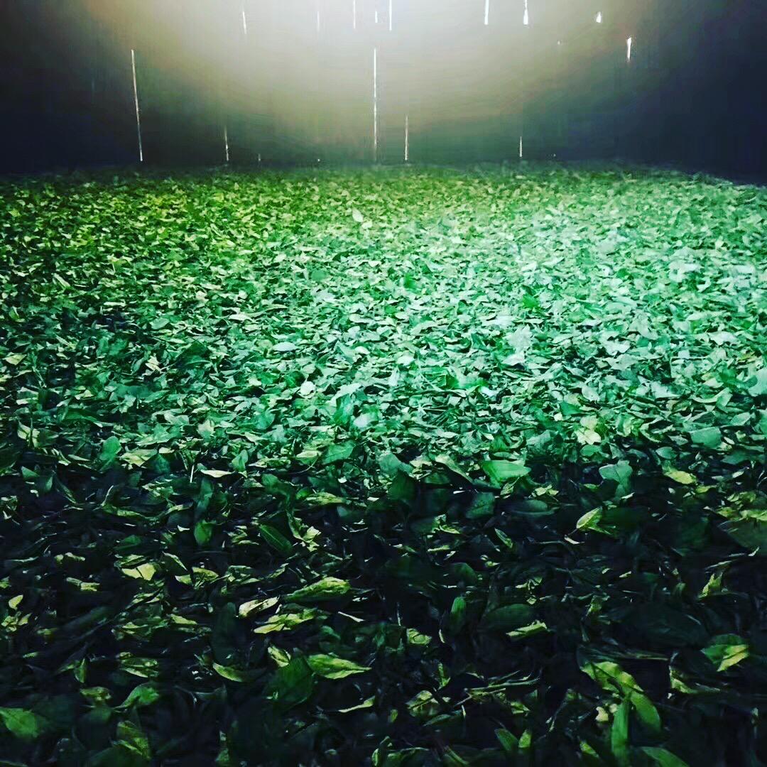 The Fujian Vieux Théier Fume (5)